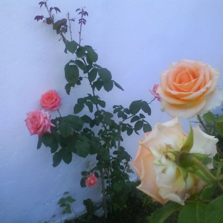 Trandafiri